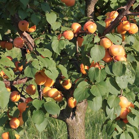 Agriturismo I Ciliegi Appartamento Ginestra Montignano Exteriér fotografie